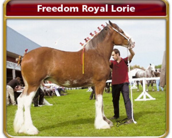 Zuchtstute Freedom Royal Lorie (Clydesdale, 2006, von Hillmoor Landmark)