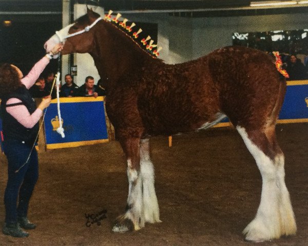 broodmare Freedom Highland Tenacity (Clydesdale, 2013, from Zorra Highland Captain)