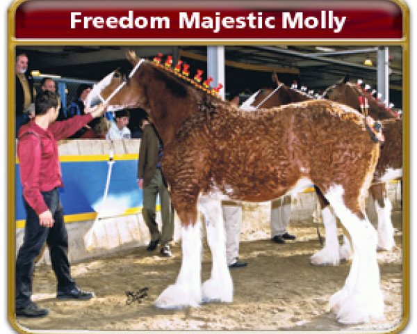 broodmare Freedom Majestic Molly (Clydesdale, 2006, from Freedom Royal Majestic)