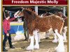 broodmare Freedom Majestic Molly (Clydesdale, 2006, from Freedom Royal Majestic)