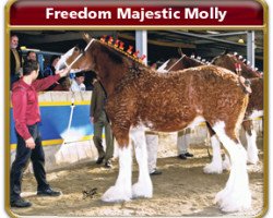 Zuchtstute Freedom Majestic Molly (Clydesdale, 2006, von Freedom Royal Majestic)