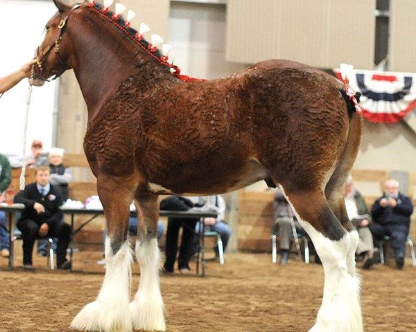 Deckhengst Freedom Highland Sir Charles (Clydesdale, 2014, von Zorra Highland Captain)