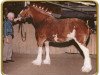 broodmare Thistle Ridge Argyll Ann (Clydesdale, 1998, from Commander Mark Argyll)