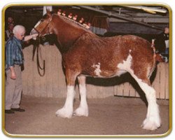 Zuchtstute Thistle Ridge Argyll Ann (Clydesdale, 1998, von Commander Mark Argyll)