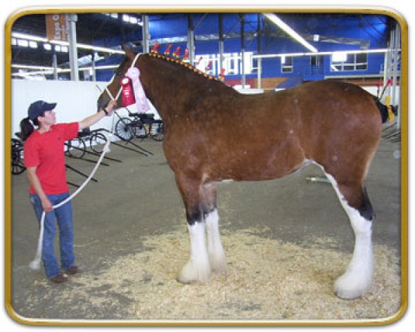 Zuchtstute Freedom Eaton Annabella (Clydesdale, 2002, von Hillmoor Fusilier)