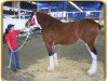 broodmare Freedom Eaton Annabella (Clydesdale, 2002, from Hillmoor Fusilier)