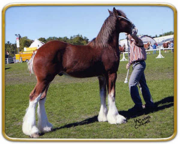 Pferd Freedom Avery Power Stroke (Clydesdale, 2005, von Thistle Ridge Argyll Avery)