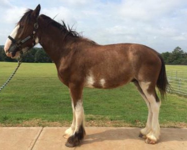 Pferd Freddy Mercury of Classic City (Clydesdale, 2013, von Birky's Pride Preludes Royal Scott)