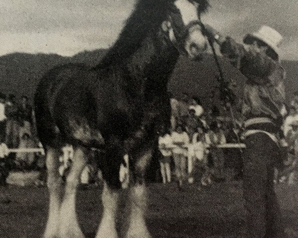 stallion Frandale's Prince Charley (Clydesdale, 1981, from Nema's John L)