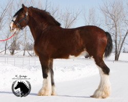 stallion Green Leaf Excelsior (Clydesdale, 2005, from Green Leaf Reflection)