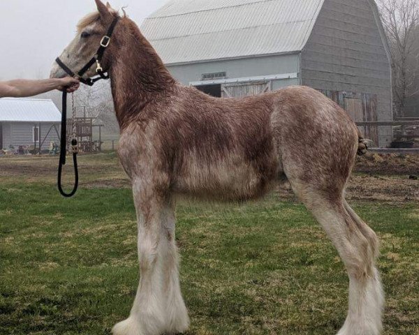 Pferd Fox's Fitzgerald (Clydesdale, 2018, von Green Leaf Excelsior)