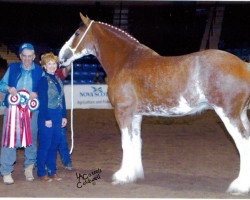 broodmare Westerdale Diva (Clydesdale, 2001, from CIE Perfection)