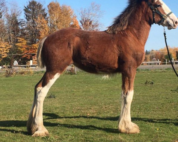 Pferd Fox's Rosealee (Clydesdale, 2019, von 2S Explorer's Sensational Impact)