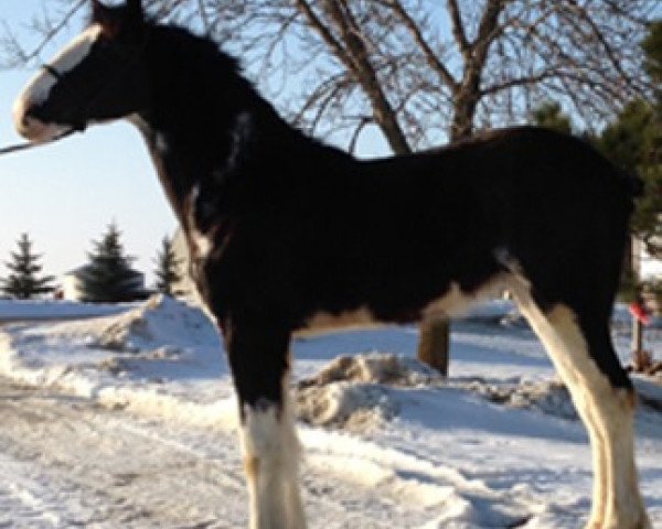 Zuchtstute Four Star Classic Carly (Clydesdale, 2013, von Karvelton Mac's Classic)