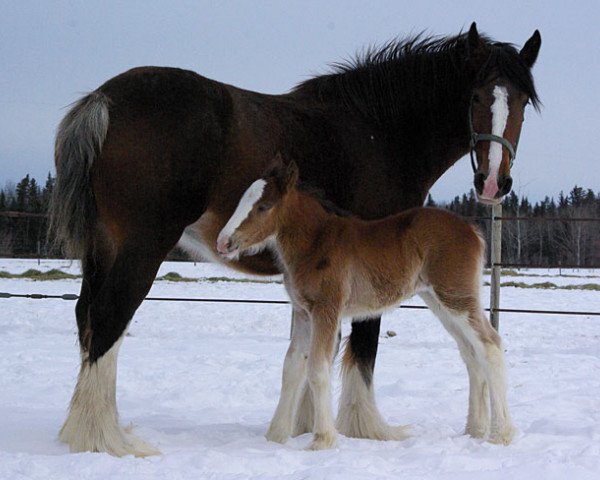 broodmare Forwood Kahlua (Clydesdale, 2008, from Willow Way Mr. Magnificent)