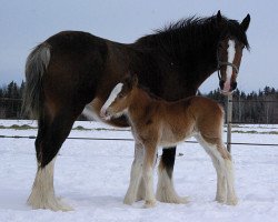 broodmare Forwood Kahlua (Clydesdale, 2008, from Willow Way Mr. Magnificent)