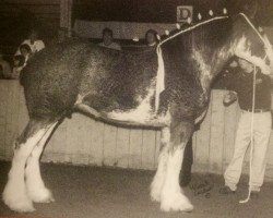 Zuchtstute Forward's Clare (Clydesdale, 1998, von Willow Way Lance)