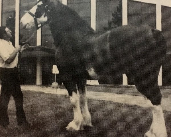 stallion Woodland Major Glenord (Clydesdale, 1972, from Bardrill Glenord)