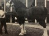 Deckhengst Woodland Major Glenord (Clydesdale, 1972, von Bardrill Glenord)