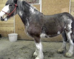 Zuchtstute Forest's N.D.F. Nancy (Clydesdale, 2005, von Hewal Classic Bentley)