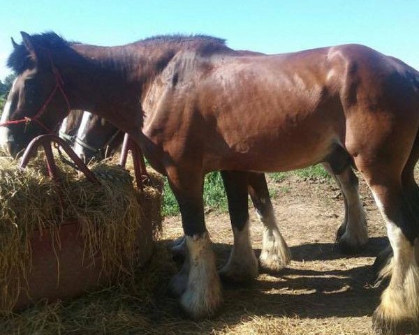 Deckhengst Paula's Sensational Chance (Clydesdale, 2003, von Live Oak Sensational Thorn)