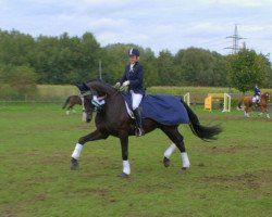 dressage horse Quidamo 4 (Westphalian, 2006, from Quidam's Rubin)