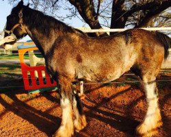 broodmare Fair Chance Yanke (Clydesdale, 1995, from Kilchoan Perfection Pete)