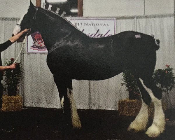 Zuchtstute Forest Youngest (Clydesdale, 2008, von Bud Ridge Silverado)