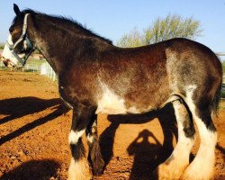 broodmare Donegal Debutante (Clydesdale, 2003, from Donegal Joe Nine Lives)