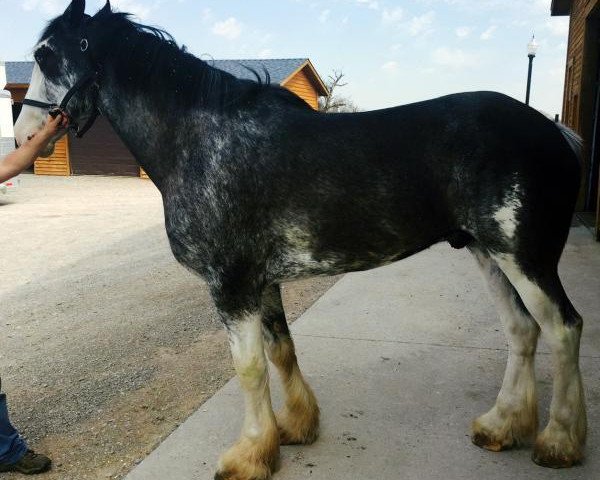 horse Forest Silver Walter (Clydesdale, 2012, from Bud Ridge Silverado)