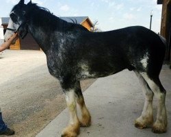 Pferd Forest Silver Walter (Clydesdale, 2012, von Bud Ridge Silverado)