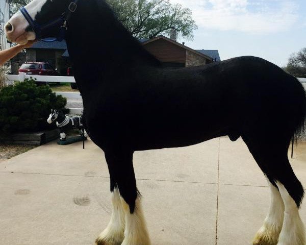 horse Forest Silver Sam (Clydesdale, 2011, from Bud Ridge Silverado)