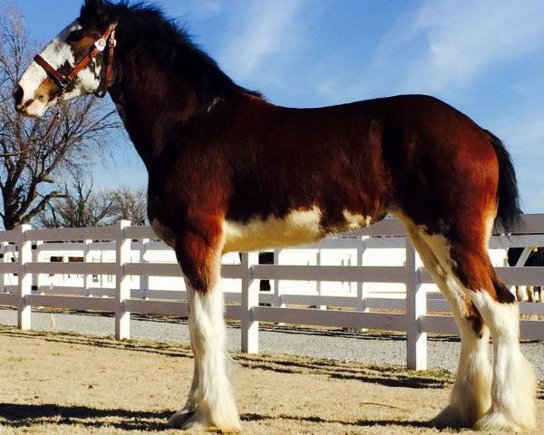 horse Forest Silver Rose (Clydesdale, 2013, from Bud Ridge Silverado)