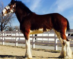 horse Forest Silver Rose (Clydesdale, 2013, from Bud Ridge Silverado)