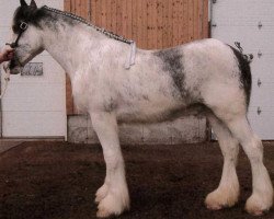 Pferd Forest Silver Pooka (Clydesdale, 2012, von Bud Ridge Silverado)