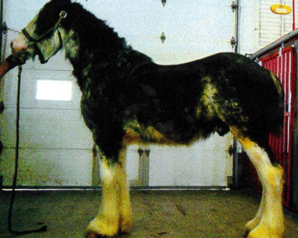 horse Forest Silver Phil (Clydesdale, 2011, from Bud Ridge Silverado)