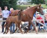 broodmare Cobra 6 (Holsteiner, 1995, from Carthago)