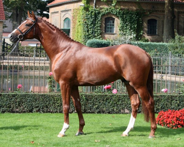 stallion Banderas (Trakehner, 2008, from Le Rouge 7)