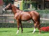 stallion Banderas (Trakehner, 2008, from Le Rouge 7)