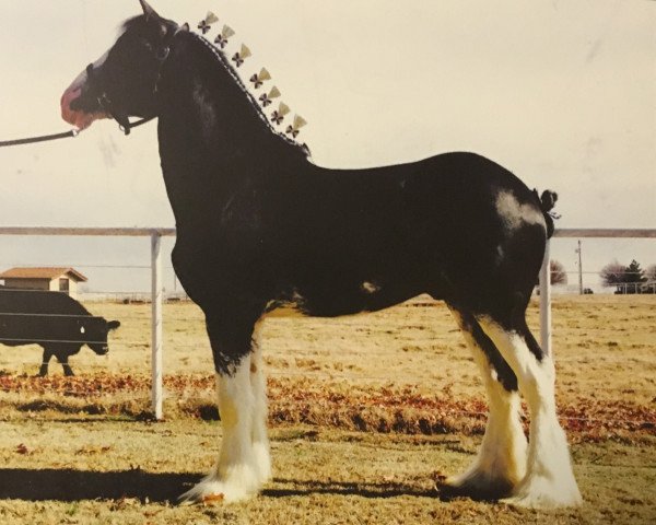 Pferd Forest Silver Nitro (Clydesdale, 2012, von Bud Ridge Silverado)