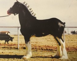 horse Forest Silver Nitro (Clydesdale, 2012, from Bud Ridge Silverado)