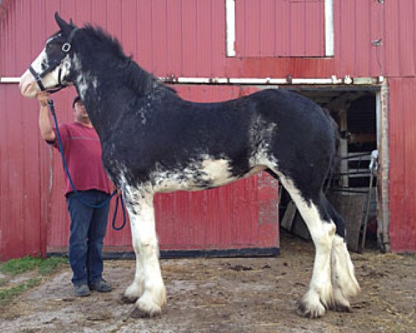 horse Forest Silver Milady (Clydesdale, 2012, from Bud Ridge Silverado)