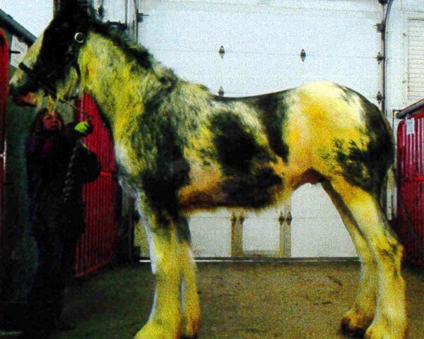 horse Forest Silver Nickel (Clydesdale, 2011, from Bud Ridge Silverado)