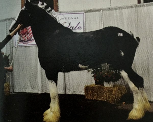 Pferd Forest Silver Nabab (Clydesdale, 2010, von Bud Ridge Silverado)