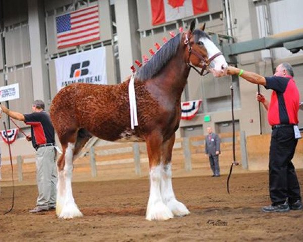 Deckhengst Freedom Highland Tyson (Clydesdale, 2013, von Zorra Highland Captain)