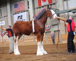 stallion Freedom Highland Tyson (Clydesdale, 2013, from Zorra Highland Captain)