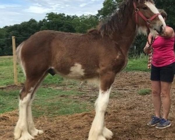 horse Ozark's Royal Ivan (Clydesdale, 2019, from Freedom Highland Tyson)