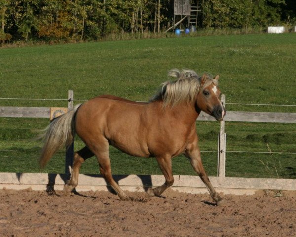 horse Nelly (Haflinger, 1998, from Nauders)