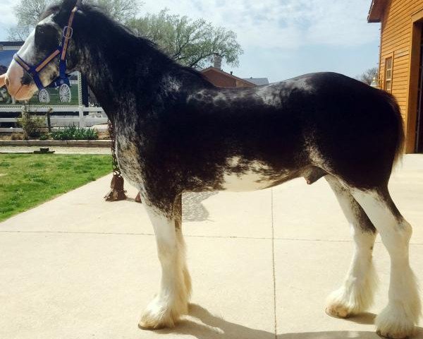 horse Forest Silver Junior (Clydesdale, 2012, from Bud Ridge Silverado)