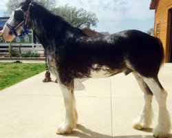 horse Forest Silver Junior (Clydesdale, 2012, from Bud Ridge Silverado)